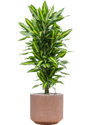 Dracaena fragrans 'Cintho' en Baq Terrazzo