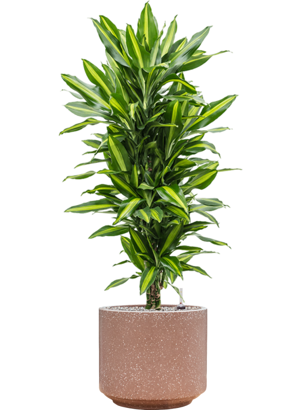 Dracaena fragrans 'Cintho' en Baq Terrazzo