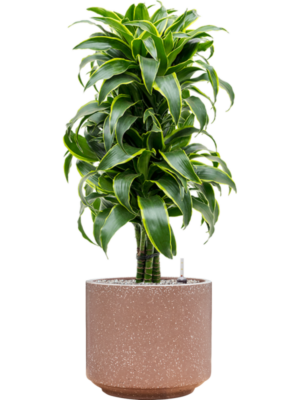 Dracaena fragrans 'Dorado' en Baq Terrazzo