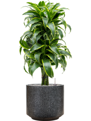 Dracaena fragrans 'Dorado' en Baq Terrazzo
