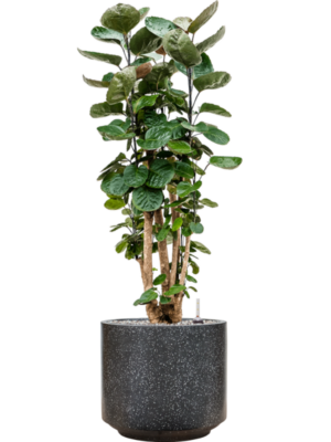 Aralia (polyscias) fabian en Baq Terrazzo