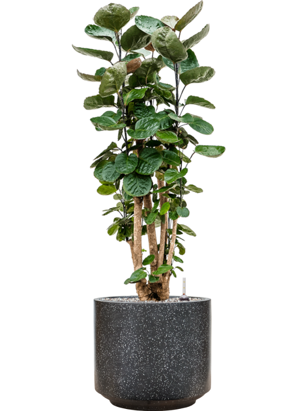 Aralia (polyscias) fabian en Baq Terrazzo