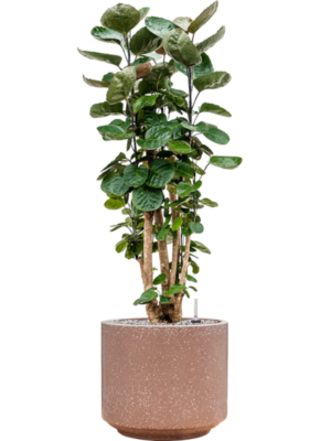 Aralia (polyscias) fabian en Baq Terrazzo
