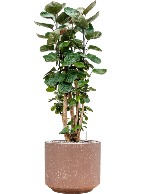 Aralia (polyscias) fabian en Baq Terrazzo