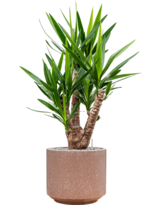 Yucca elephantipes en Baq Terrazzo