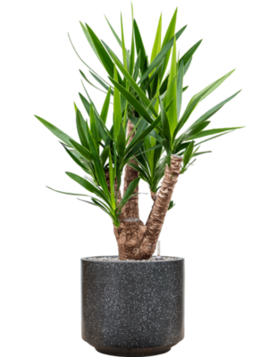 Yucca elephantipes en Baq Terrazzo