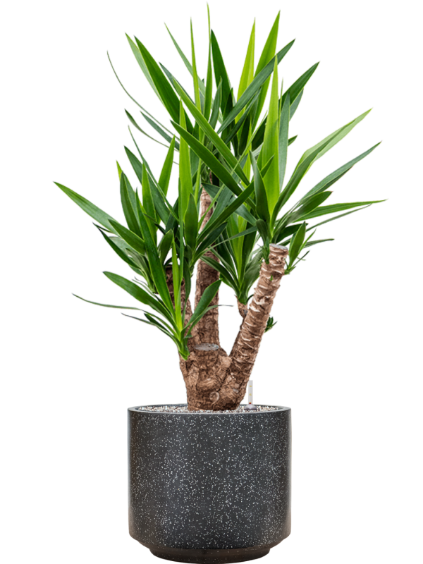 Yucca elephantipes en Baq Terrazzo