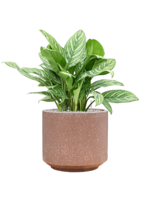 Aglaonema 'Stripes' en Baq Terrazzo