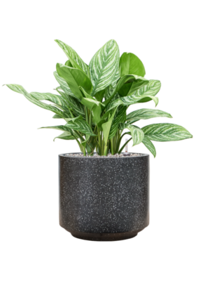 Aglaonema 'Stripes' en Baq Terrazzo