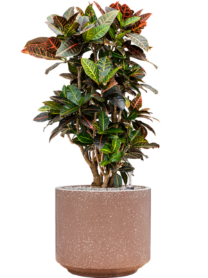 Croton (Codiaeum) variegatum 'Petra' en Baq Terrazzo