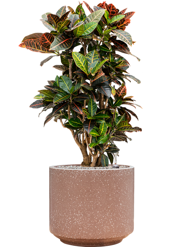 Croton (Codiaeum) variegatum 'Petra' en Baq Terrazzo