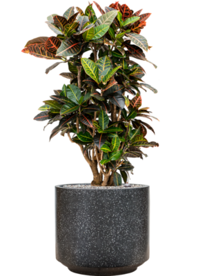 Croton (Codiaeum) variegatum 'Petra' en Baq Terrazzo