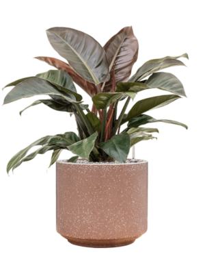 Philodendron `Imperial Red' en Baq Terrazzo