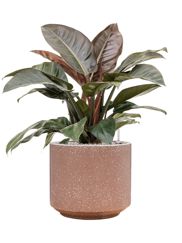 Philodendron `Imperial Red' en Baq Terrazzo