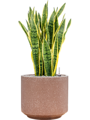 Sansevieria trifasciata 'Laurentii' en Baq Terrazzo