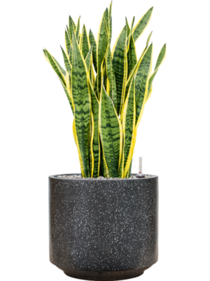Sansevieria trifasciata 'Laurentii' en Baq Terrazzo