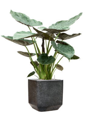 Alocasia Wentii en Baq Terrazzo