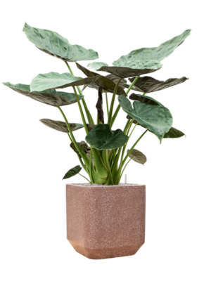 Alocasia Wentii en Baq Terrazzo