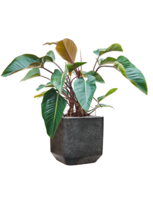 Philodendron 'Red Beauty' en Baq Terrazzo