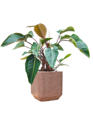 Philodendron 'Red Beauty' en Baq Terrazzo