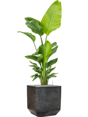 Strelitzia nicolai (120-160) en Baq Terrazzo