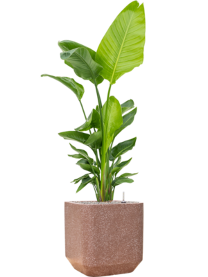 Strelitzia nicolai (120-160) en Baq Terrazzo