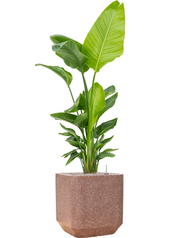 Strelitzia nicolai (120-160) en Baq Terrazzo
