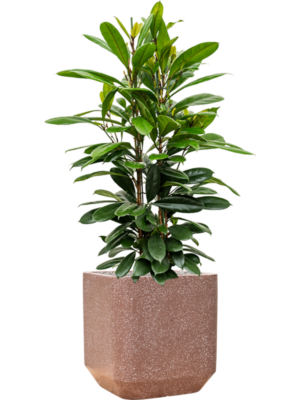 Ficus cyathistipula en Baq Terrazzo