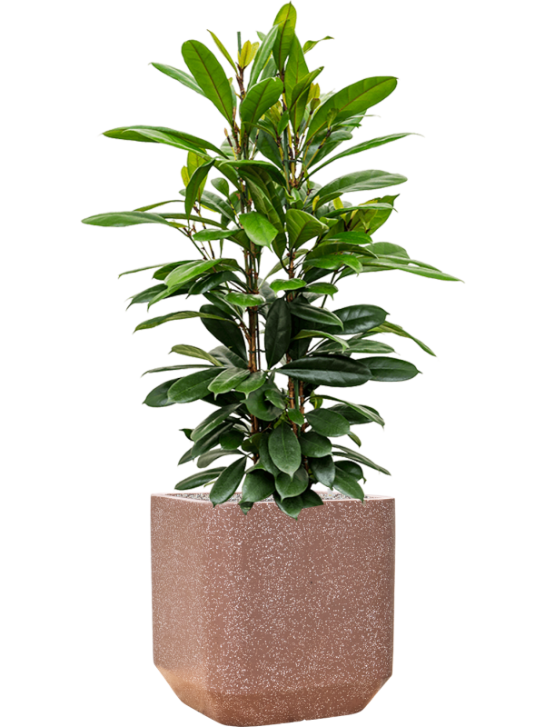 Ficus cyathistipula en Baq Terrazzo