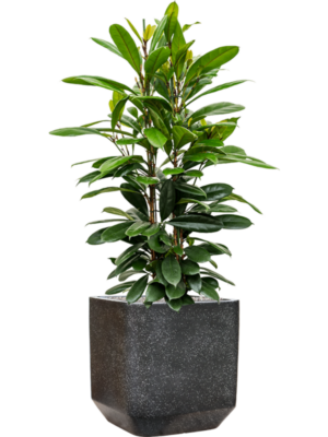 Ficus cyathistipula en Baq Terrazzo