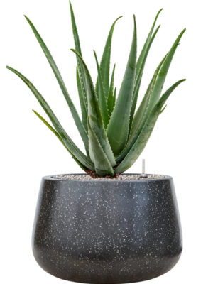 Aloe vera barbadensis en Baq Terrazzo