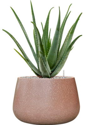 Aloe vera barbadensis en Baq Terrazzo