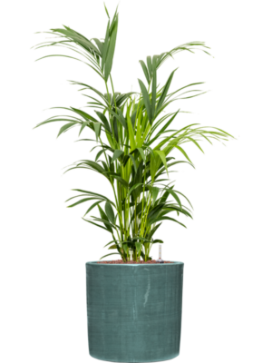 Kentia (Howea) forsteriana en Plain Striped