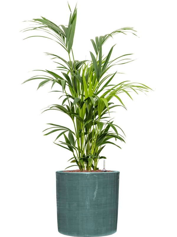 Kentia (Howea) forsteriana en Plain Striped, Private label