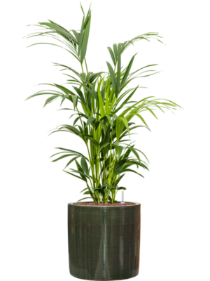 Kentia (Howea) forsteriana en Plain Striped