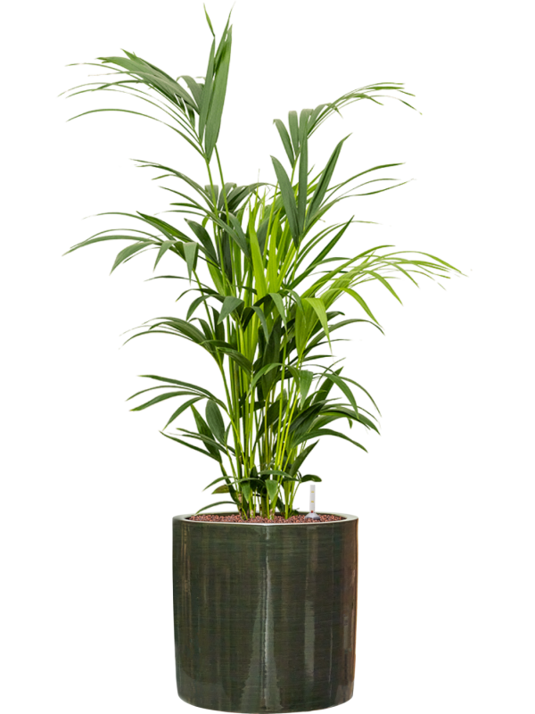 Kentia (Howea) forsteriana en Plain Striped, Private label