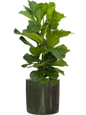 Ficus lyrata en Plain Striped