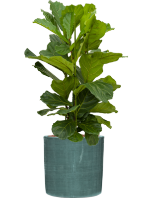 Ficus lyrata en Plain Striped
