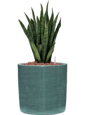 Sansevieria kirkii en Plain Striped