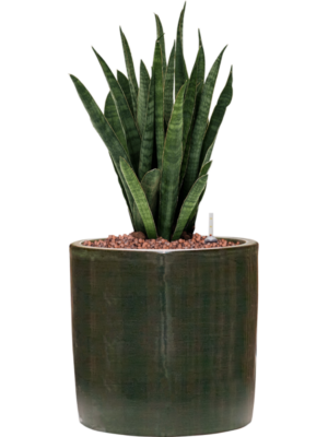 Sansevieria kirkii en Plain Striped
