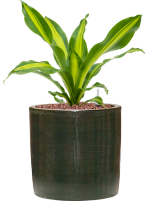 Dracaena fragrans 'Burley' en Plain Striped