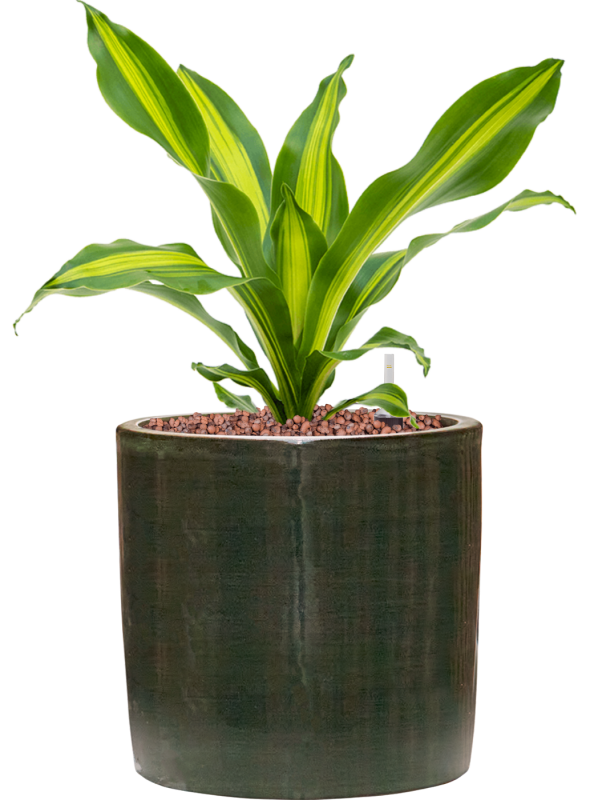 Dracaena fragrans 'Burley' en Plain Striped, Private label