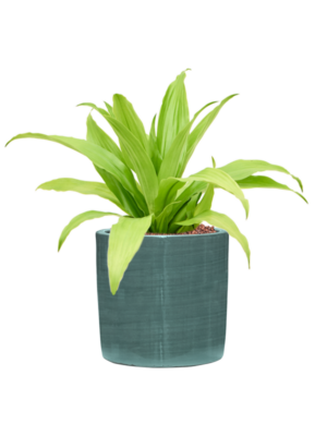 Dracaena fragrans 'Limelight' en Plain Striped