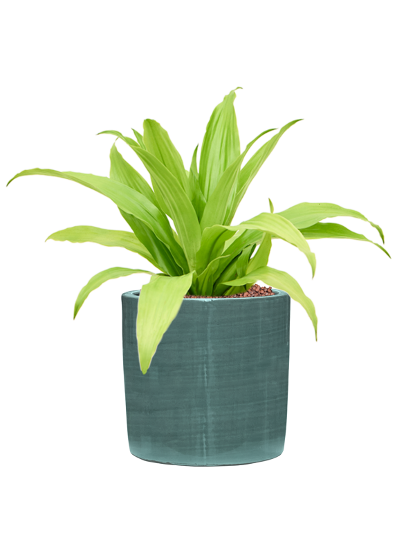 Dracaena fragrans 'Limelight' en Plain Striped, Private label