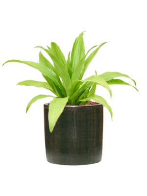 Dracaena fragrans 'Limelight' en Plain Striped