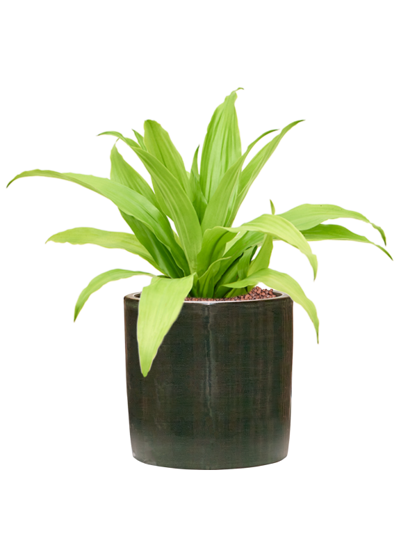 Dracaena fragrans 'Limelight' en Plain Striped, Private label