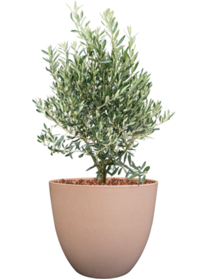 Olea europaea en Artstone