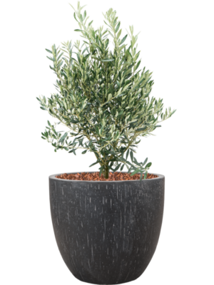 Olea europaea en Baq Raindrop
