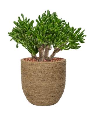 Crassula ovata 'Horntree' en Bohemian
