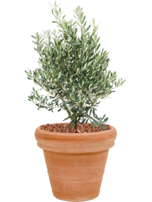 Olea europaea en Terra Cotta